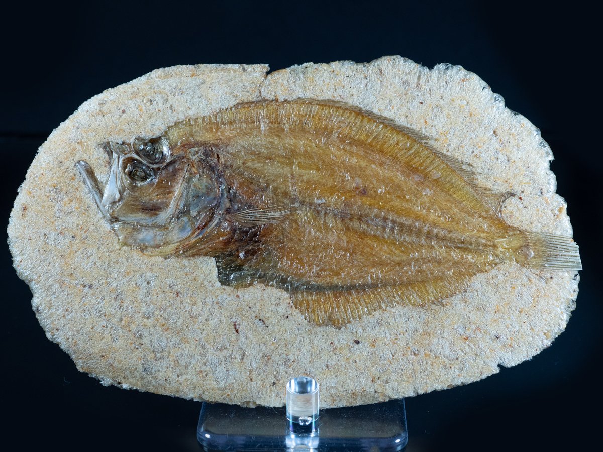 Tak 帰宅したら 魚の化石とウミユリの一種とおぼしき生き物の化石がテーブルの上に置かれておりました 本日御訪問いただいたお客様がお持ちになったものとのこと 産地 尾道 学名 不明 詳細ご存じの方いらっしゃるでしょうか 今日の化石