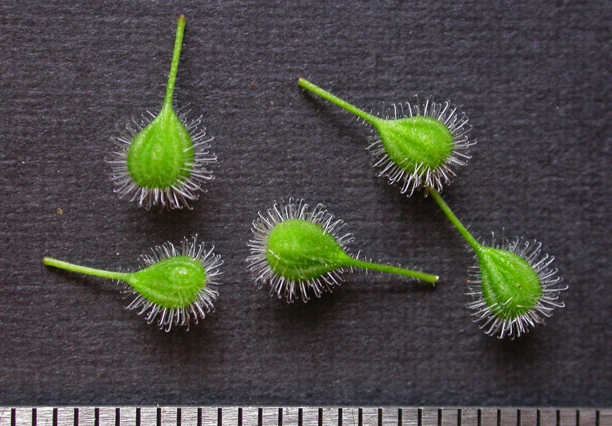 bellemare_jesse's tweet photo. Clothed in silvery hooked hairs, adhesive seeds of Enchanter’s Nightshade (#Circaea canadensis) are primed for dispersal attached to animals (#epizoochory). This eUS woodland herb is inconspicuous thru most of its lifecycle- its small, enchanting seeds might be one claim to fame. https://t.co/cIyHdfEyUO