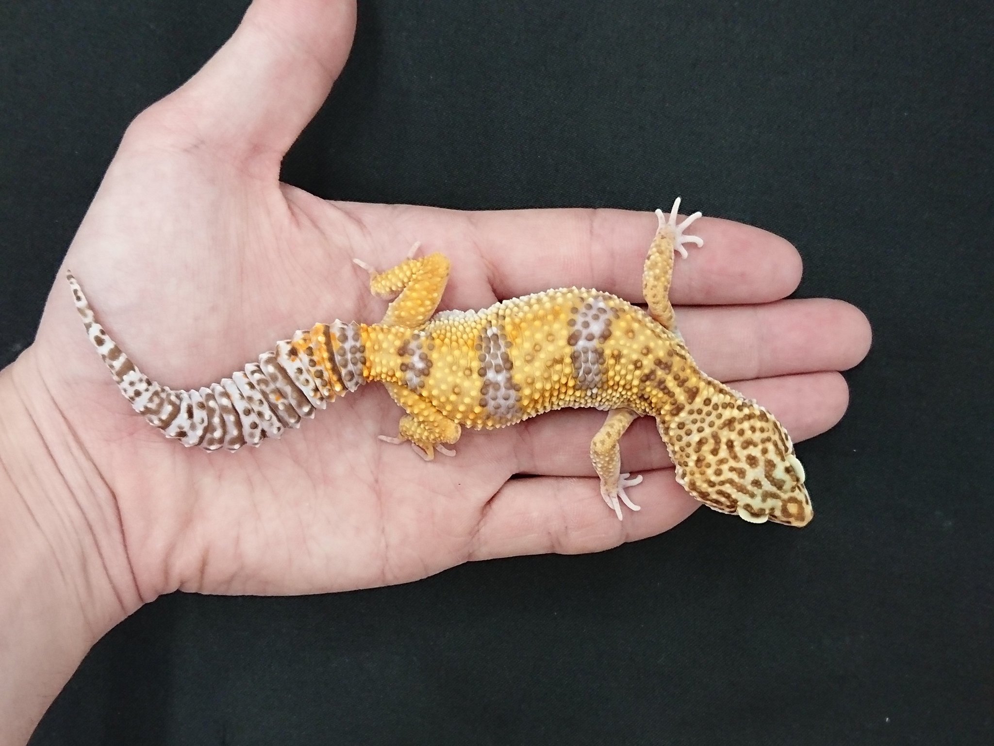 かねだい 海老名店 En Twitter 先日ご紹介したレオパのモルフ表記が間違っておりました 申し訳ありません 正しくは トレンパーアルビノ サイクスレインボートレンパーアルビノ シナモントレンパーアルビノ となります