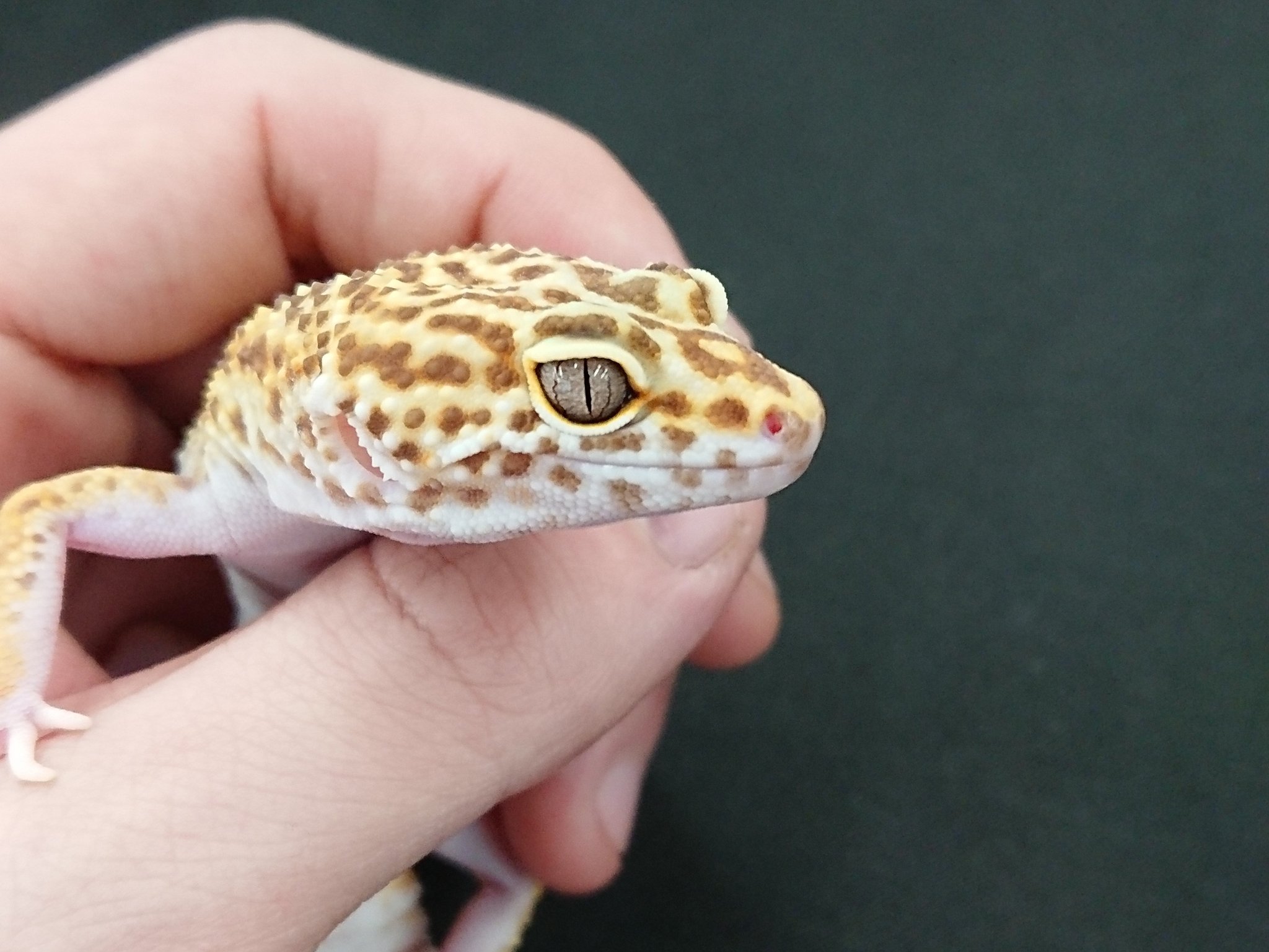 かねだい 海老名店 En Twitter 先日ご紹介したレオパのモルフ表記が間違っておりました 申し訳ありません 正しくは トレンパーアルビノ サイクスレインボートレンパーアルビノ シナモントレンパーアルビノ となります