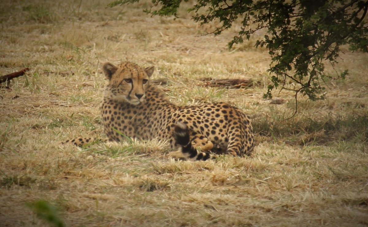 Pleases to see our young female cheetah, out on the savanna and familiarizing herself with her new terrain.
#cheetah #privategamereserve  #thandasafari #wildlifeconservation