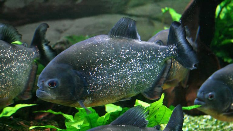 Encuentran plástico en el estómago de peces amazónicos por primera vez. mysteryscience.net/encuentran-pla… #Amazonas #contaminaciónplástica #desechosplásticos #pecescontaminados vía @mysteryscinet