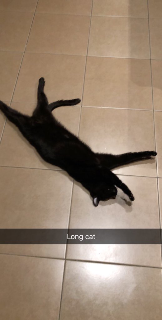 iHolmsy's tweet photo. @bajopants This is my boy Salem, he’s like a slinky https://t.co/9A9oFamCRH
