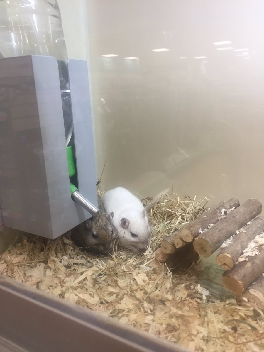 AtMalvern's tweet photo. We have animals in support adoption looking for forever homes! 🏠💕
We have two friendly male gerbils called Harry and Hugo who are around 6 months old! 🐹 We also have Squeak who is a Roborovski Hamster and Nibbles who is a Russian Hamster! Both are just over a year old!💕 🐹 https://t.co/RKN2ik2ItQ