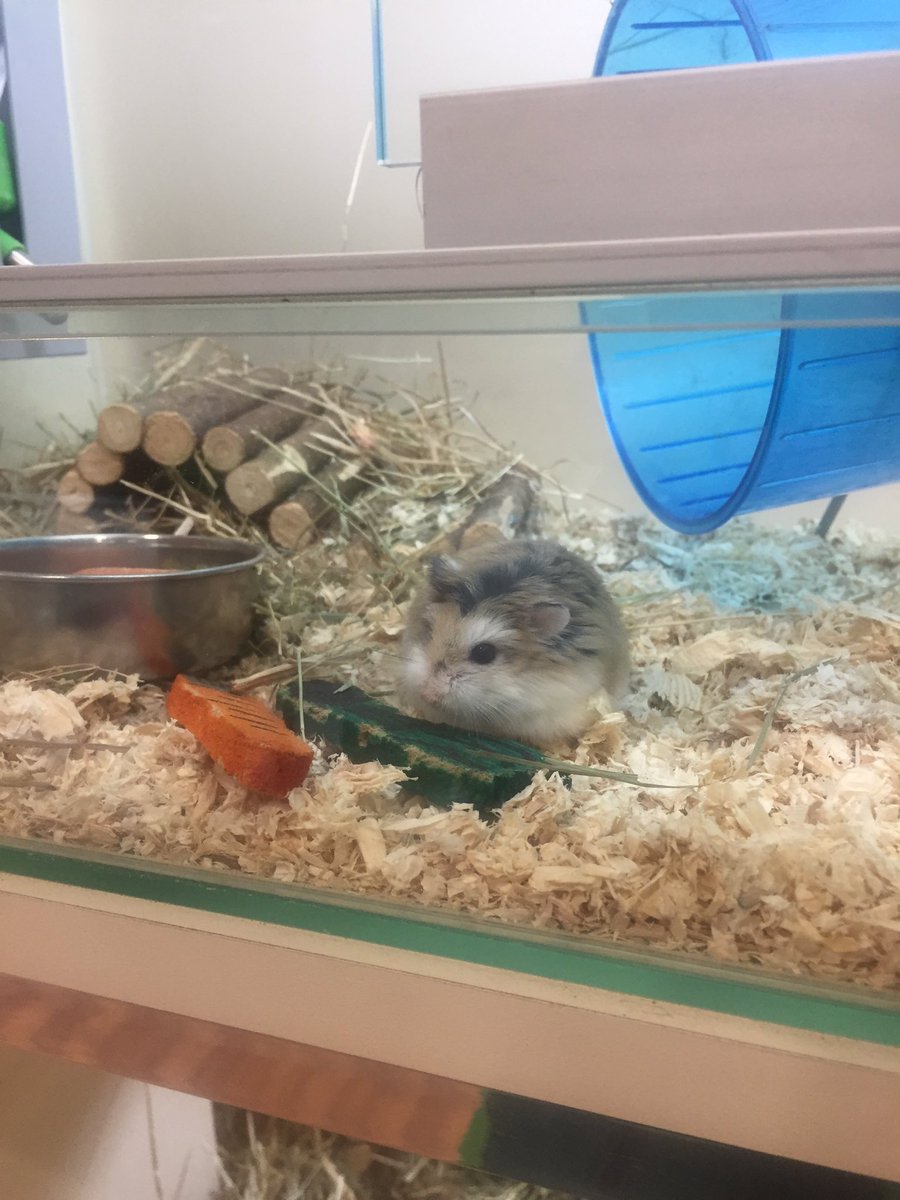 AtMalvern's tweet photo. We have animals in support adoption looking for forever homes! 🏠💕
We have two friendly male gerbils called Harry and Hugo who are around 6 months old! 🐹 We also have Squeak who is a Roborovski Hamster and Nibbles who is a Russian Hamster! Both are just over a year old!💕 🐹 https://t.co/RKN2ik2ItQ