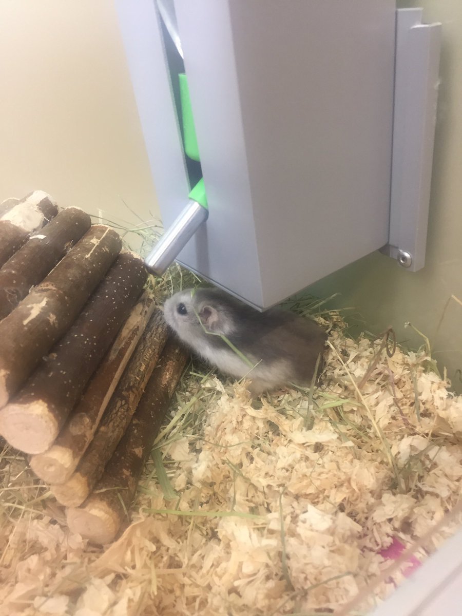 AtMalvern's tweet photo. We have animals in support adoption looking for forever homes! 🏠💕
We have two friendly male gerbils called Harry and Hugo who are around 6 months old! 🐹 We also have Squeak who is a Roborovski Hamster and Nibbles who is a Russian Hamster! Both are just over a year old!💕 🐹 https://t.co/RKN2ik2ItQ