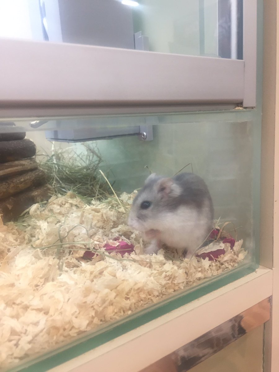 AtMalvern's tweet photo. We have animals in support adoption looking for forever homes! 🏠💕
We have two friendly male gerbils called Harry and Hugo who are around 6 months old! 🐹 We also have Squeak who is a Roborovski Hamster and Nibbles who is a Russian Hamster! Both are just over a year old!💕 🐹 https://t.co/RKN2ik2ItQ