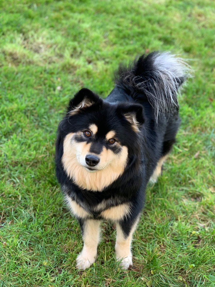 Me looking my best for @Leishacudworth with here new #iPhoneXS looking super cute #DogsOfTwitter #lapphund #finnishlapphund