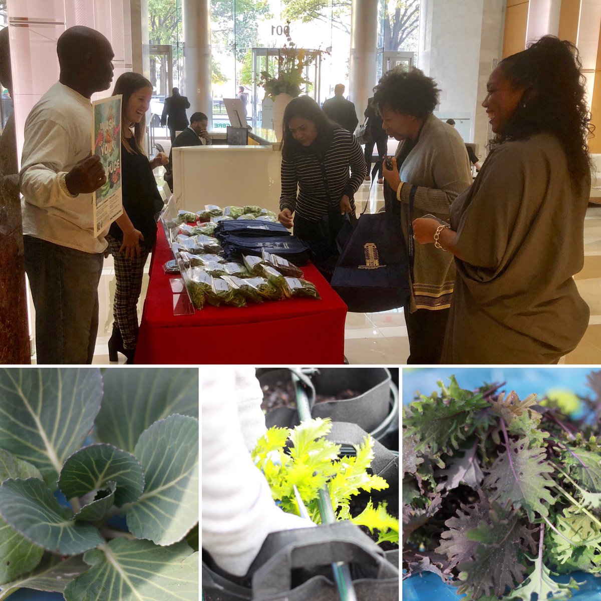 BushelGardens's tweet photo. We had a wonderful time harvesting our Fall Crops! Thank you @CushWake Team for allowing us to serve your tenants! Also thank you to our friends @FreshImpactFarm &amp; Feeding 5000 for the support!
•
#rooftopgarden #urbanagriculture #urbanag #tenantappreciation #harvest #leafygreens https://t.co/t8lddwIaLj