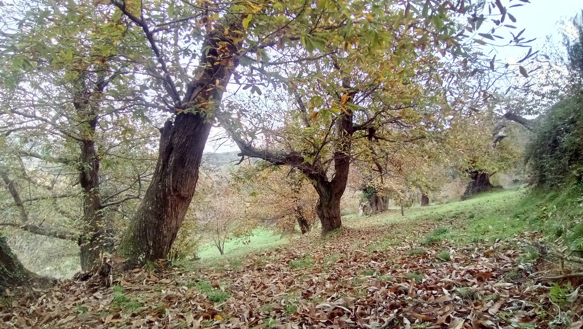 godissard's tweet photo. Bientôt la clôture de la saison, ca passe si vite!
 Début de récolte très précoce dû à la sécheresse de septembre, voici quelques photos cette année pluvieuse..1#collobrieres. #provence #chataigne https://t.co/zGjSTBPeKU