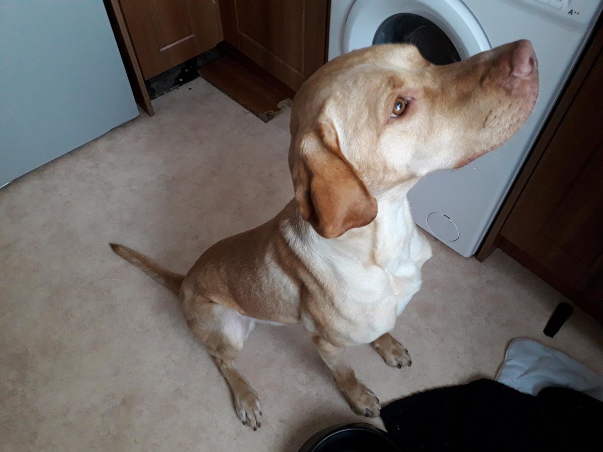 ndevoncouncil's tweet photo. Our Environmental Warden's next job is to reunite this chap with his owner - can you help? He was found roaming along the Tarka Trail today at #Chivenor #NDevon. Please contact our customer services team on 01271 388870/ customerservices@northdevon.gov.uk with any info #OurDay https://t.co/vmqX8MWlL7