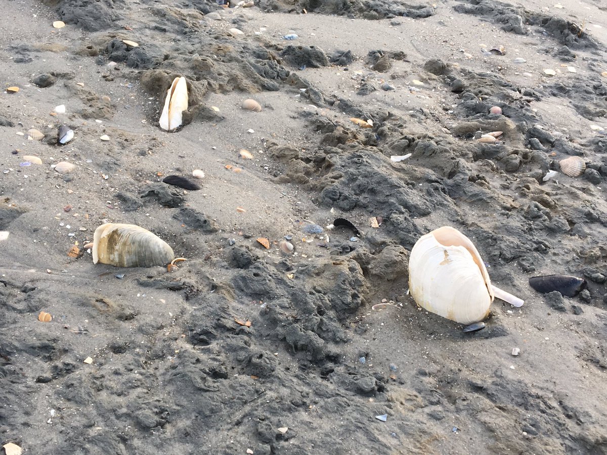 CampingWulp's tweet photo. Met laag water kan je goed zien hoe de #strandgaper in het zand zit. 
#Terschelling #schelpen #Noordzeestrand #eb #wadden https://t.co/9mjiIxXJ0H