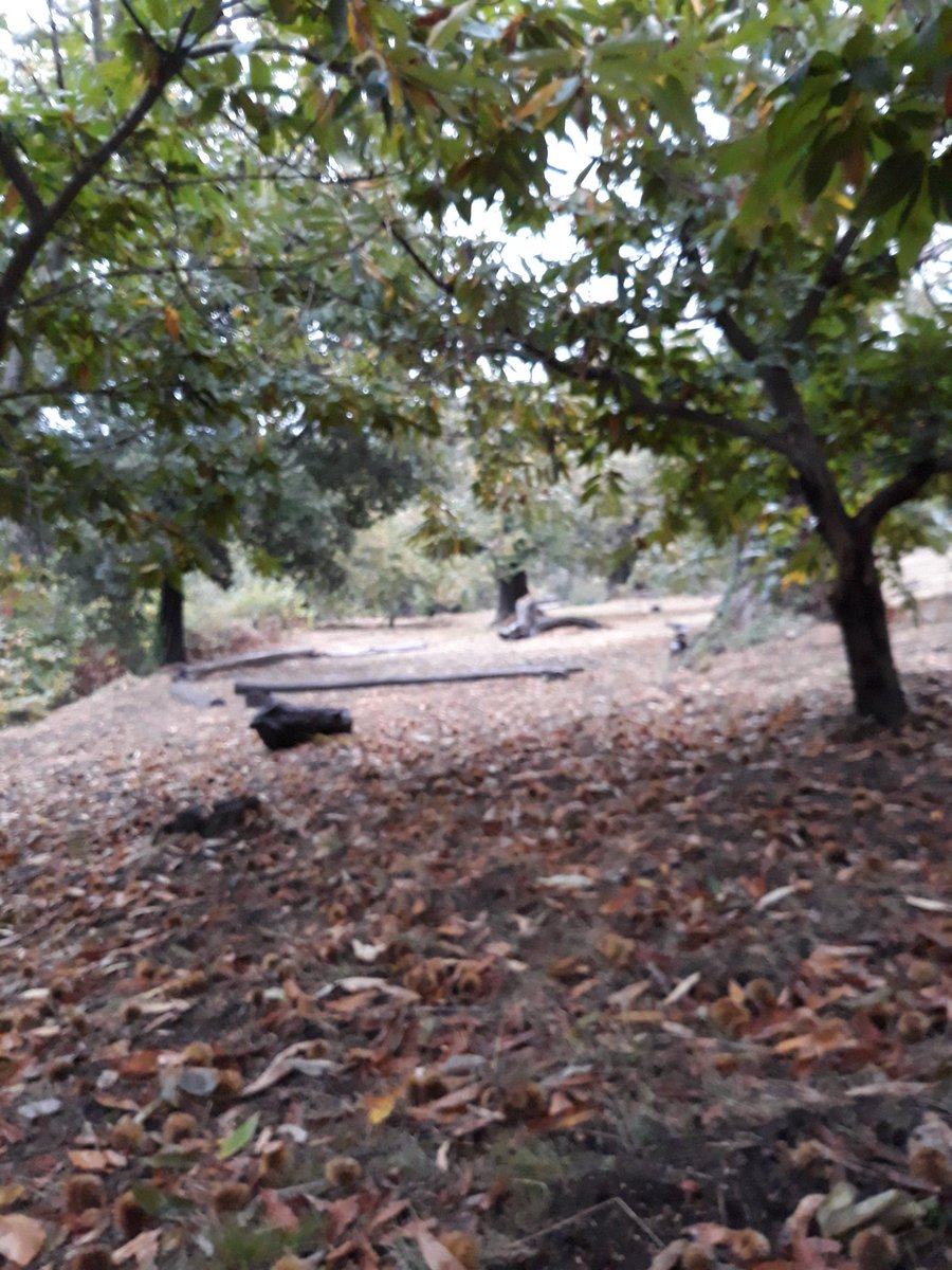 godissard's tweet photo. Bientôt la clôture de la saison, ca passe si vite!
 Début de récolte très précoce dû à la sécheresse de septembre, voici quelques photos cette année pluvieuse..part 2 #collobrieres. #provence #chataigne https://t.co/YQcFuIELoX