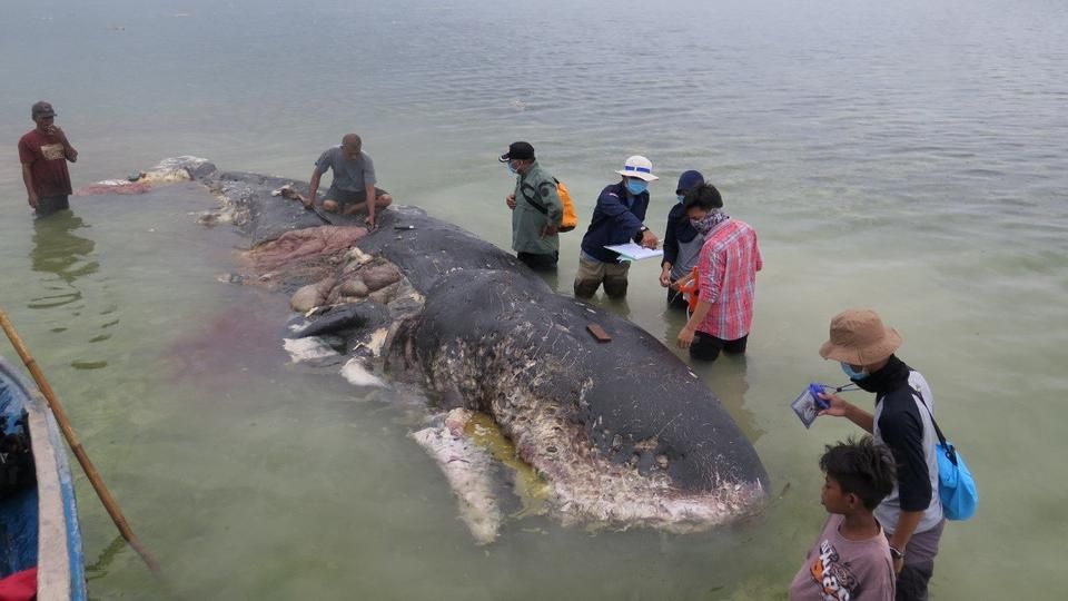 Climate_Action_'s tweet photo. Dead whale in Indonesia found with 1,000 pieces of plastic in its stomach: https://t.co/GDMSCLkoks #plasticpollution #saveouroceans https://t.co/SmlUQVBzwM