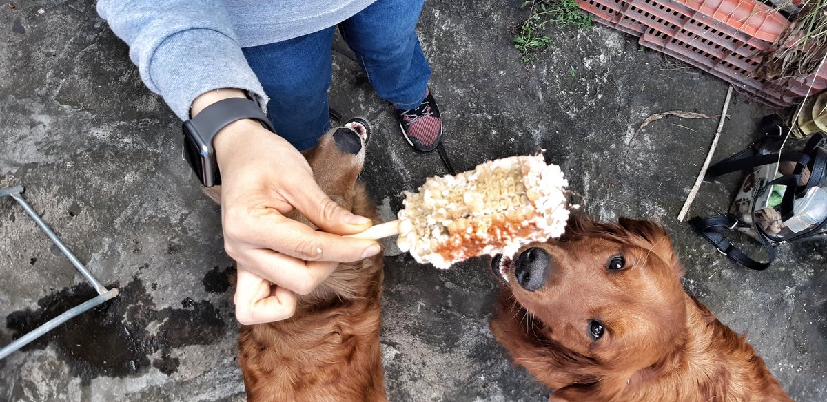 TotemsMx's tweet photo. Esto fue un poco de la Elotada en #Queretaro . Ayudar a productores locales y sus familias, disfrutar con grandes seres humanos y sus fieras, conocer más del maíz y sus usos. 
Promovamos #México y una cultura #petfriendly responsable.
#perros https://t.co/IPpkKqK4uA