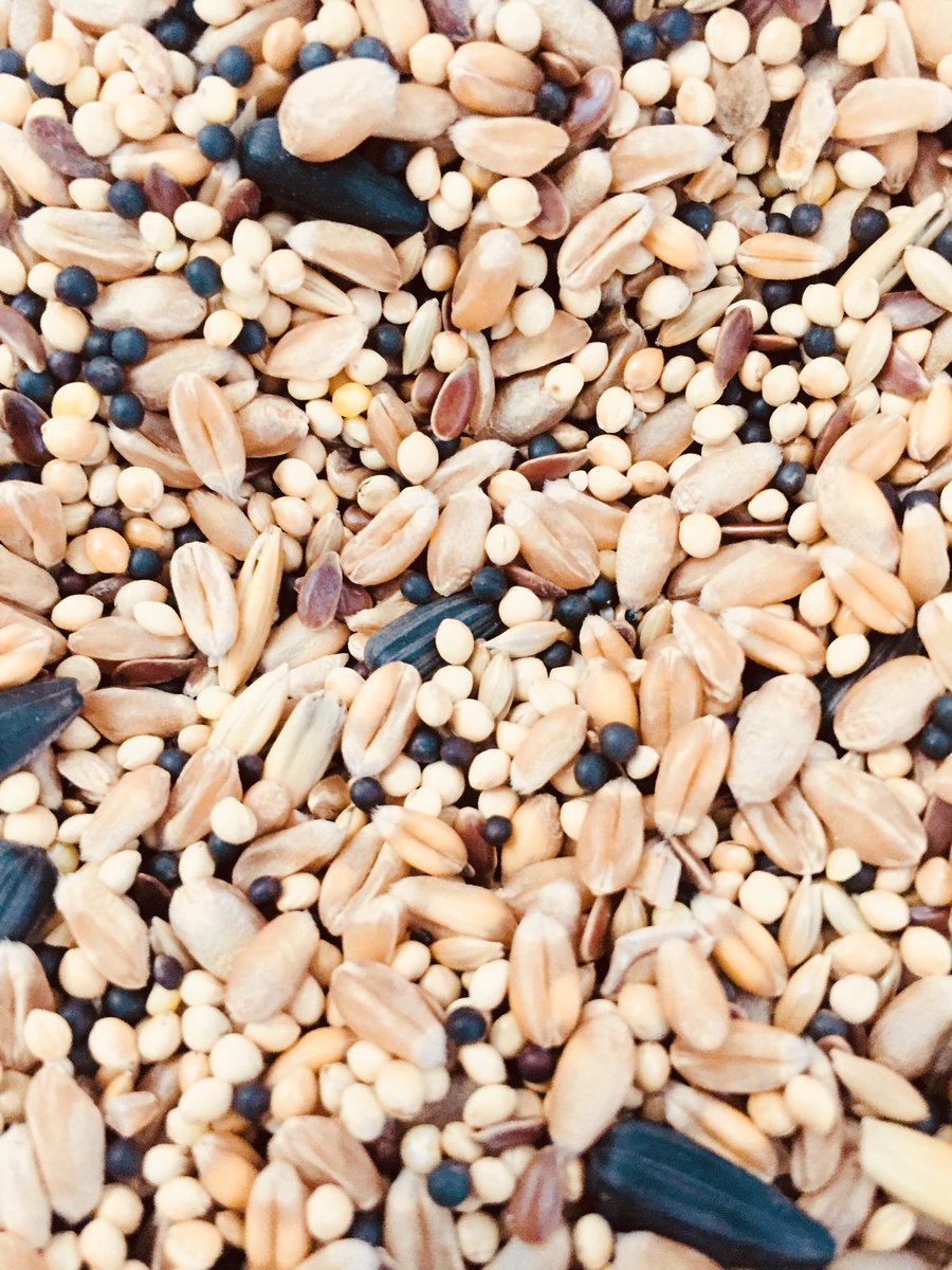 The Supplementary winter feeding for farmland birds (AB12) starts 1st December. 

Order your approved mixes now from Bright Seeds, 01722 744494, so you have product ready to feed.

#TuesdayMotivation #Conservation