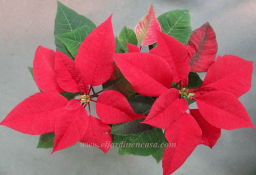 Eljardinencasa's tweet photo. #FelizMartes 
#Pascuero 
#EstrellaFederal 
#FlordePascua 
#CoronadelInca 
#Poinsettia 
Último artículo sobre: "#Poinsetias, cómo plantar #esquejes, cuándo trasplantar y cómo obtener flores para #Navidad"
https://t.co/MiwRquGQpJ https://t.co/NXPNIOr2ky