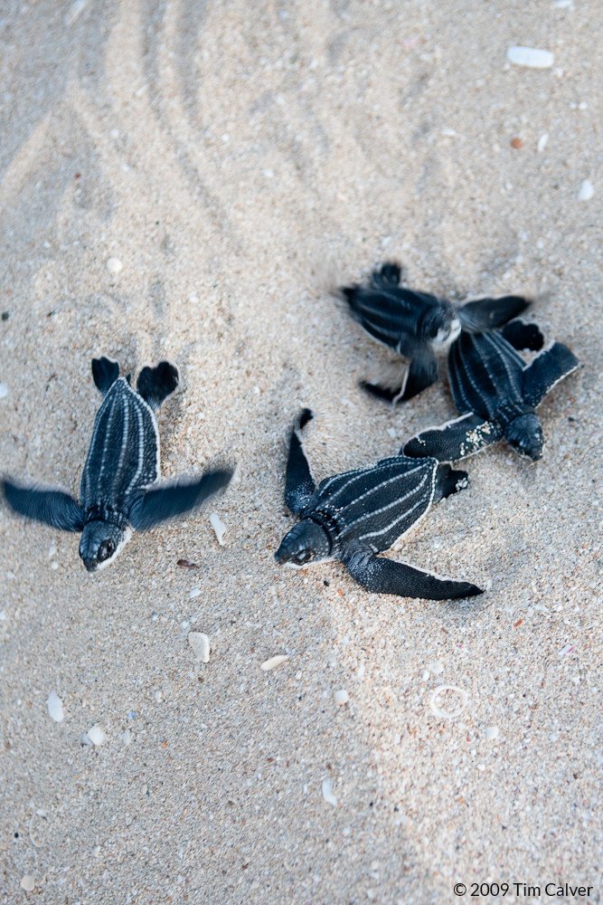 oceana's tweet photo. ALL SEVEN sea turtle species in the world face potential extinction.

USE YOUR VOICE! This #TurtleTuesday, add your name to help #StopExtinction: https://t.co/yg2ggtRsLq https://t.co/hPRtifVsO0