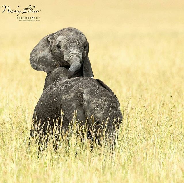 ElephantGifts_'s tweet photo. 😙😙🐘💖😭 Oh my heart, adorable babies. .! Credit :  @nickybluephoto -  Precipice.

Can you imagine a world without any baby animals?? “On average, we’ve seen an astonishing 60% decline in the size of populations of mammals, birds, fish, reptiles, an… https://t.co/gSfHkwxecB https://t.co/1MVGv5JOYi