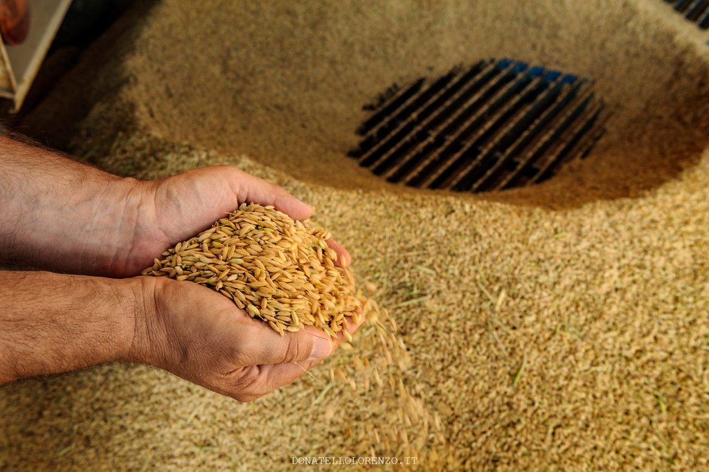 Riso di Baraggia DOP è... Garanzia di tracciabilità e legame con il territorio. Unica DOP italiana del riso, garantisce la tracciabilità del riso sul territorio in tutte le fasi della filiera #RisoBaraggia #RisoDOP  #piemonte