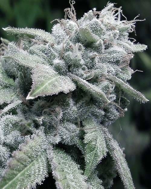 HempLifeGlobal's tweet photo. Sometimes a close-up of Gods beautiful natural healing plant is necessary❤️

#CannabisCommunity 

https://t.co/tYVEGvUmfg @cannaworldsite @dahmane277 @afterdarkmusic @SpeedWeed @LasVegasCanna @CannabisBizNews @Nevada_Hemp @WomenOfCannabis 🌱 https://t.co/9nW5dsTCro