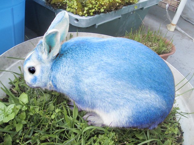 青いうさぎ Twitter Search 青いうさぎ Twitter Search