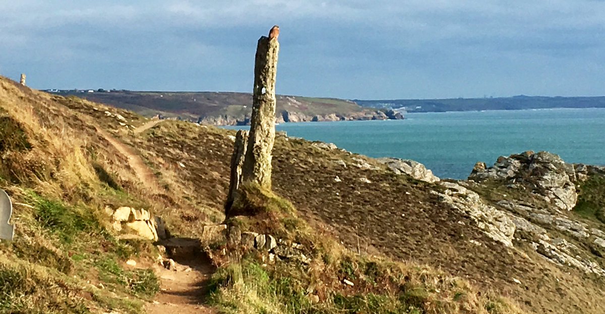 Goodfooddrink's tweet photo. Stunning #coastal walk from #PrussiaCove to #Perranuthnoe 💕 with amazing 😉 views of @ntmichaelsmount #birdsofprey #CuddenPoint @love_marazion @HolidayMarazion #OurDay #Cornwall @ILoveCornwallUK https://t.co/QTPbJG7BTE
