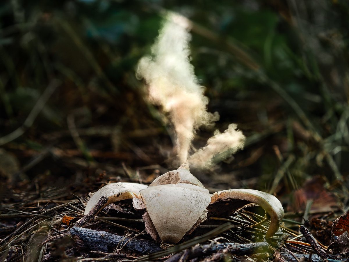 Sandwichbirdobs's tweet photo. A fantastic set of photographs of the Earth Star fungus Geastrum triplex taken by Sue North here in the Elms. @NatureUK https://t.co/8Avo5RsaO5