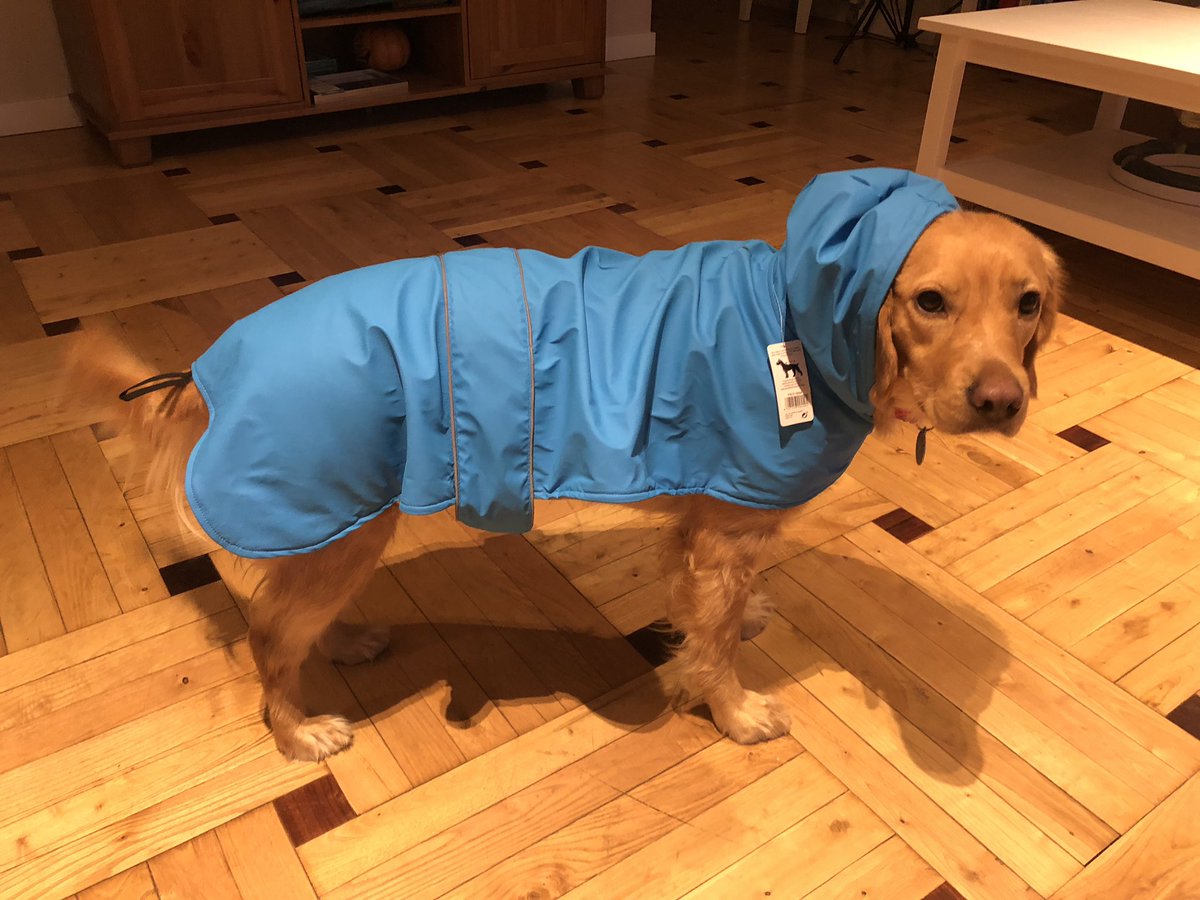 nikkigarcia_es's tweet photo. Buffy detesta salir a pasear cuando llueve. Se queda clavada en el portal y se niega a salir aunque se esté haciendo pis, así que me he visto obligada a hacer esto: https://t.co/wcN0kP8VIL