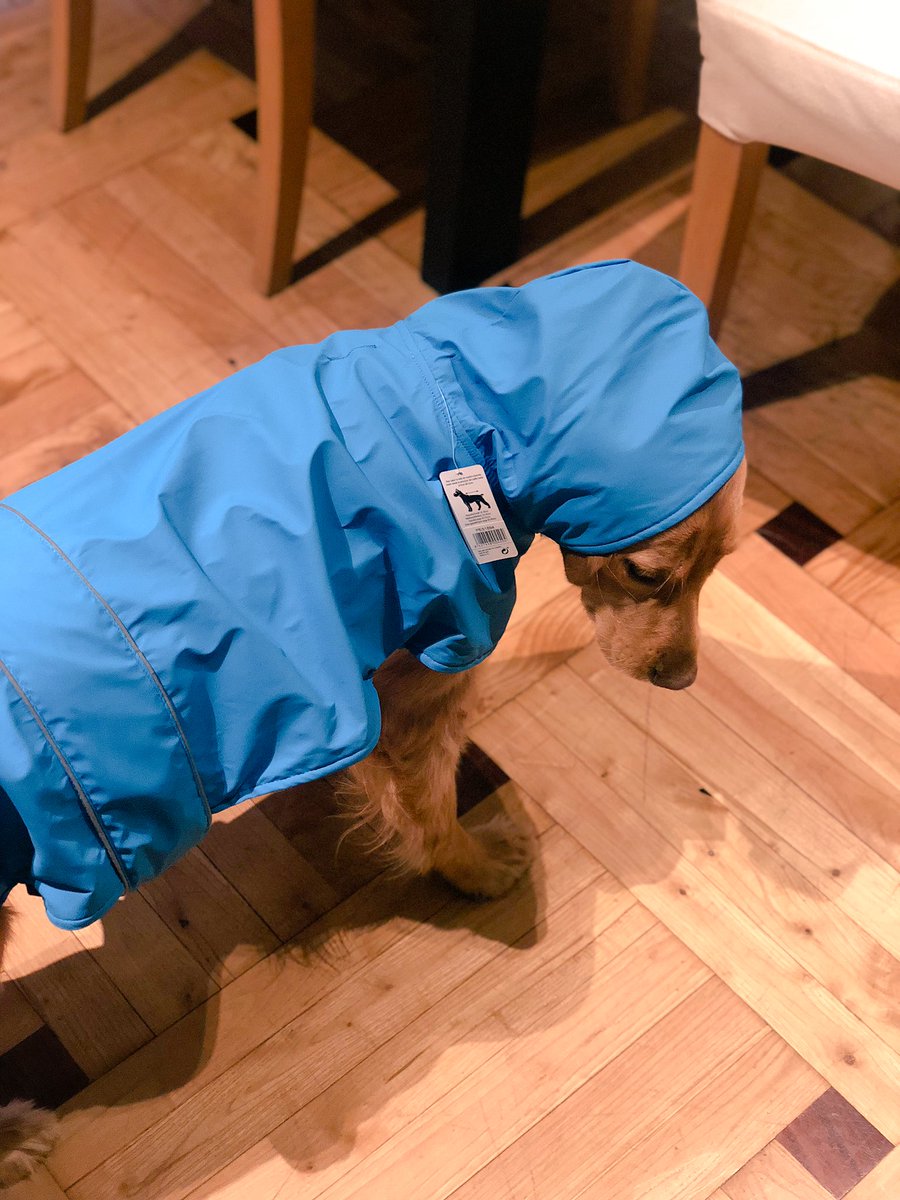 nikkigarcia_es's tweet photo. Buffy detesta salir a pasear cuando llueve. Se queda clavada en el portal y se niega a salir aunque se esté haciendo pis, así que me he visto obligada a hacer esto: https://t.co/wcN0kP8VIL