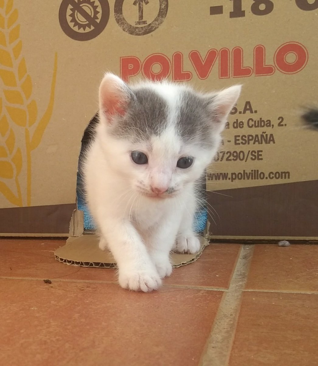lo_y_la's tweet photo. ¡Volvemos únicamente para pediros vuestra colaboración!

Estos gatitos buscan hogar.

+ INFO en https://t.co/AZkth34S56 https://t.co/xfSjj9Wsgs