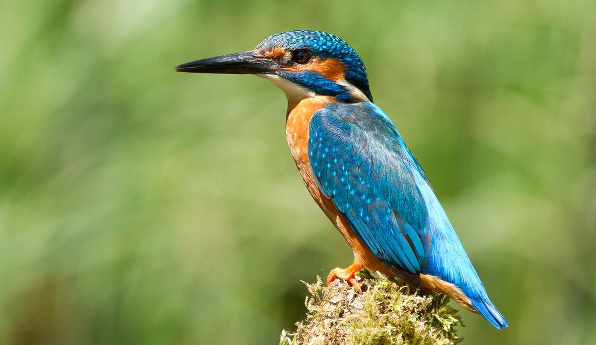 Team4Nature tweet media