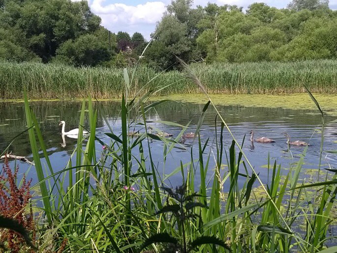 Team4Nature tweet media