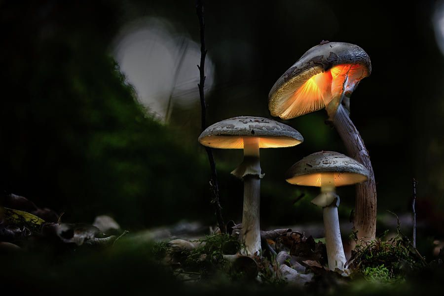 Check out this new photograph that I uploaded fineartamerica.com/featured/three…
#lightpainting #glowingmushroom #glowingmushrooms