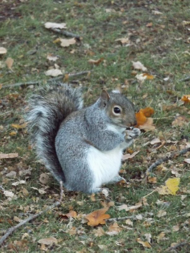 UR_Library's tweet photo. Don't forget to take regular breaks from studying. Take a walk on campus and see some of the wildlife! #stressless #library24 #Studentadvice https://t.co/ouSh0VzEbz