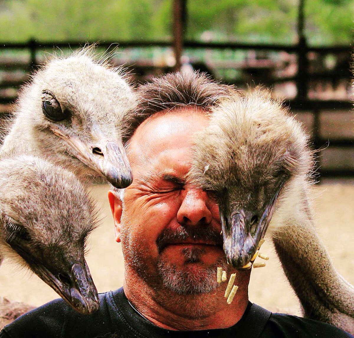 Agetaways1's tweet photo. Noch ein paar mehr Eindrücke von ihrem Urlaub in #Südafrika! #agetaways #safari #ostrichfarm #gardenroute #southafrica https://t.co/lghbUvjF9q