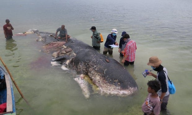 BiologistDan's tweet photo. Here lies a dead Sperm #Whale found washed ashore in Indonesia. Only a juvenile. In his stomach was 115 plastic cups, 32 plastic bags, and overt 1000 other bits of plastic garbage. We need to break our addiction to #plastic. RT to make this your New Years Resolution! https://t.co/sksJMv2IWs