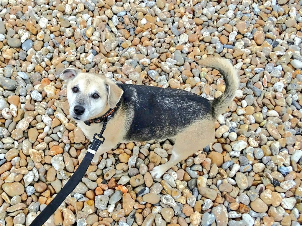 CampervanPup's tweet photo. Dad, this isn't the Leucate / Southern France, it's bloody freezing! Even the seagulls look cold. Get me back to my Campervan and turn up the heating thermostat 🐾🐾🐶 https://t.co/gnTrjqbfTl