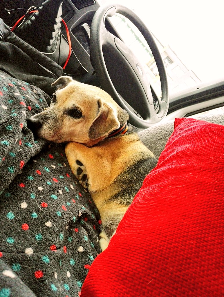 CampervanPup's tweet photo. Dad, this isn't the Leucate / Southern France, it's bloody freezing! Even the seagulls look cold. Get me back to my Campervan and turn up the heating thermostat 🐾🐾🐶 https://t.co/gnTrjqbfTl
