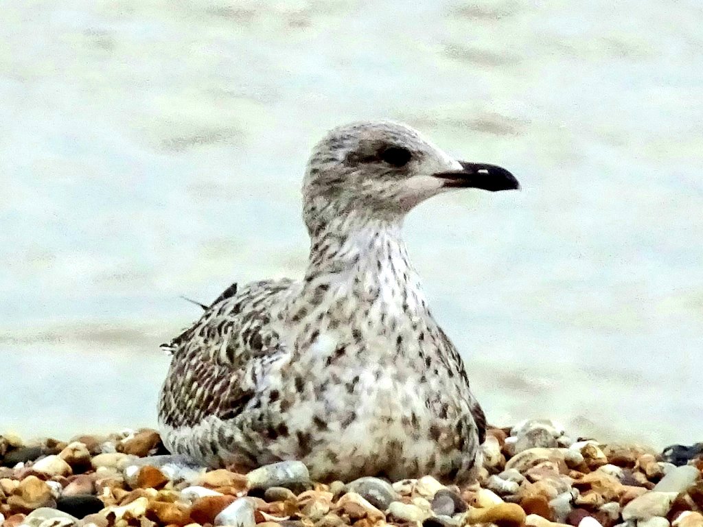 CampervanPup's tweet photo. Dad, this isn't the Leucate / Southern France, it's bloody freezing! Even the seagulls look cold. Get me back to my Campervan and turn up the heating thermostat 🐾🐾🐶 https://t.co/gnTrjqbfTl