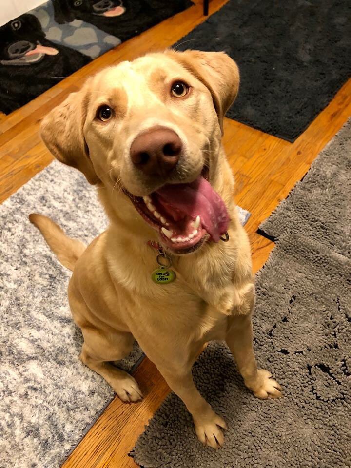 lab rsscue lab rsscue