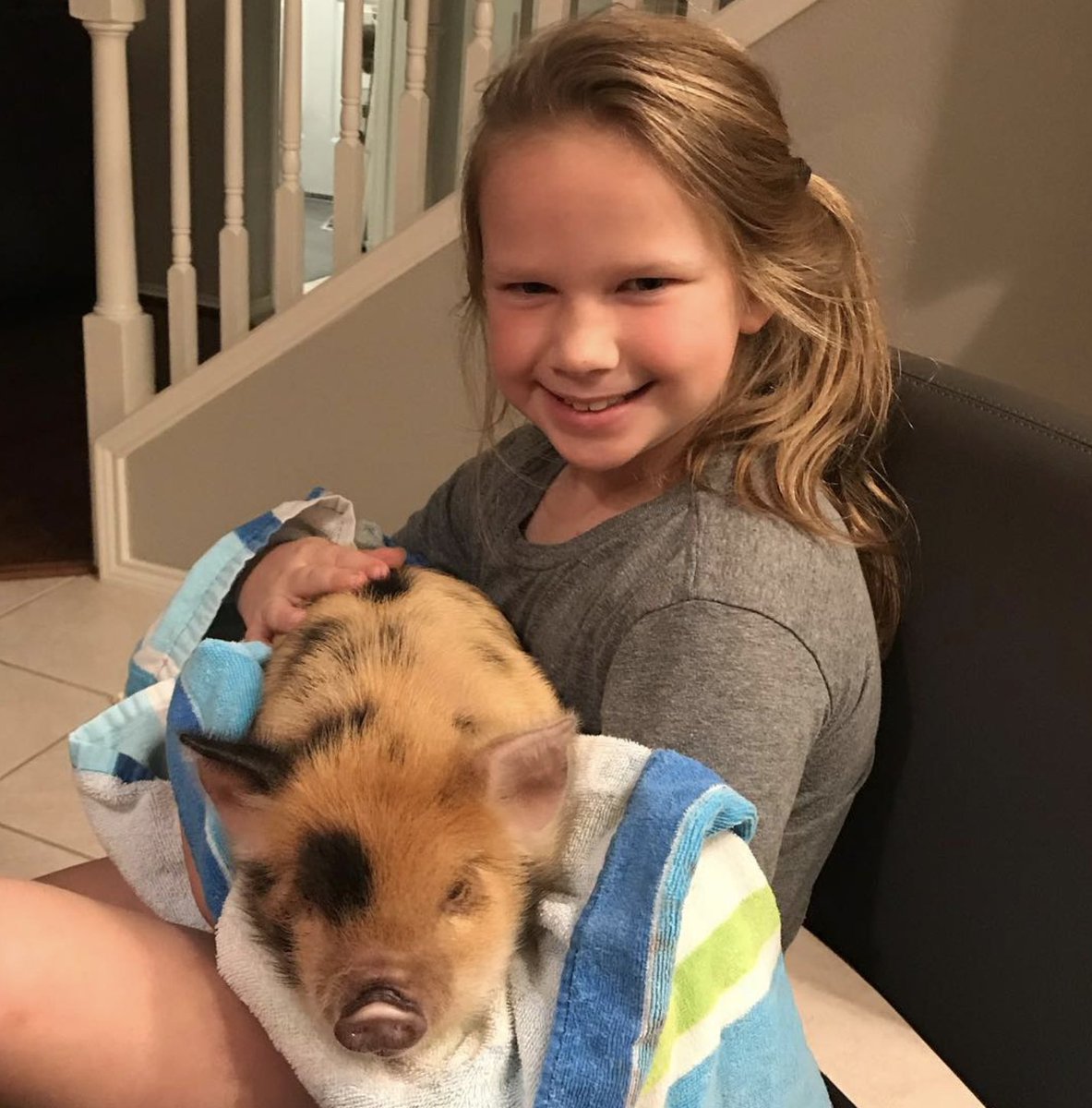 So while I was up in Denton last week my wife <a href="/TaraTalk1090/">Tara Maher</a> said Yes to babysitting a pig during Thanksgiving week. I'll never go out of town again.