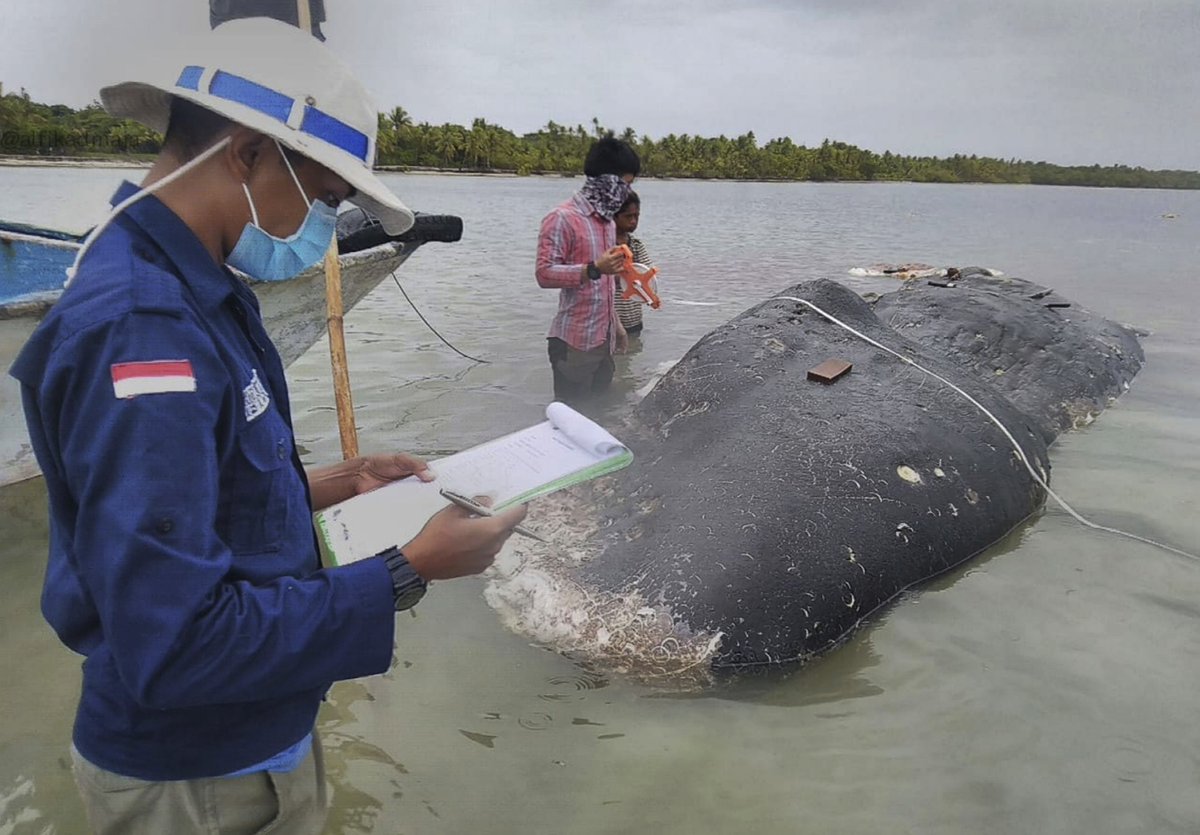 tahiramirza1's tweet photo. A stranded whale was found in Indonesia with more than 1,000 plastic pieces in its stomach
 #endplasticpollution #EndOceanPlastics 
#plasticpollution
https://t.co/k4R8cthDPi https://t.co/wpSWmPMxLD