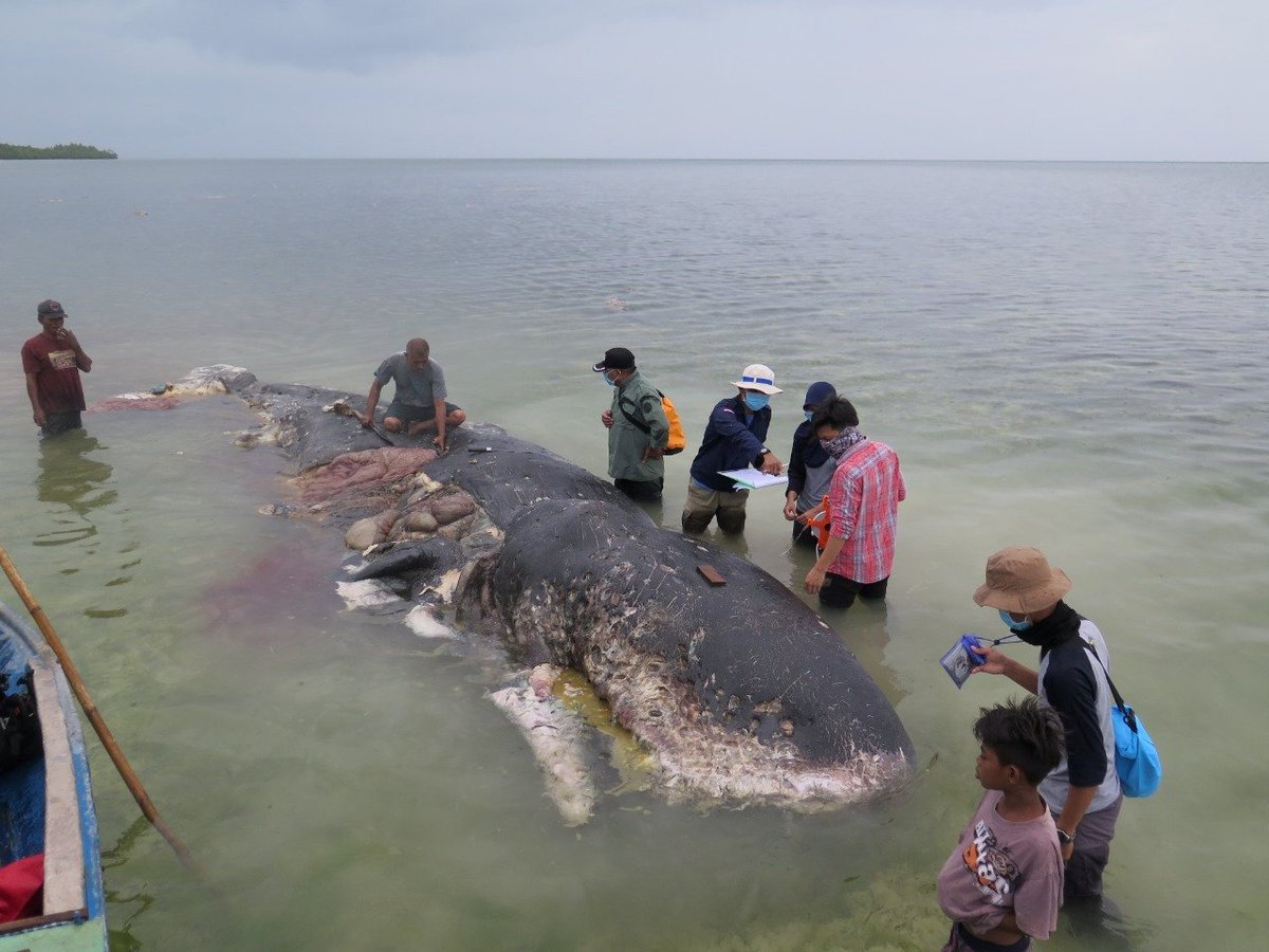 tahiramirza1's tweet photo. A stranded whale was found in Indonesia with more than 1,000 plastic pieces in its stomach
 #endplasticpollution #EndOceanPlastics 
#plasticpollution
https://t.co/k4R8cthDPi https://t.co/wpSWmPMxLD