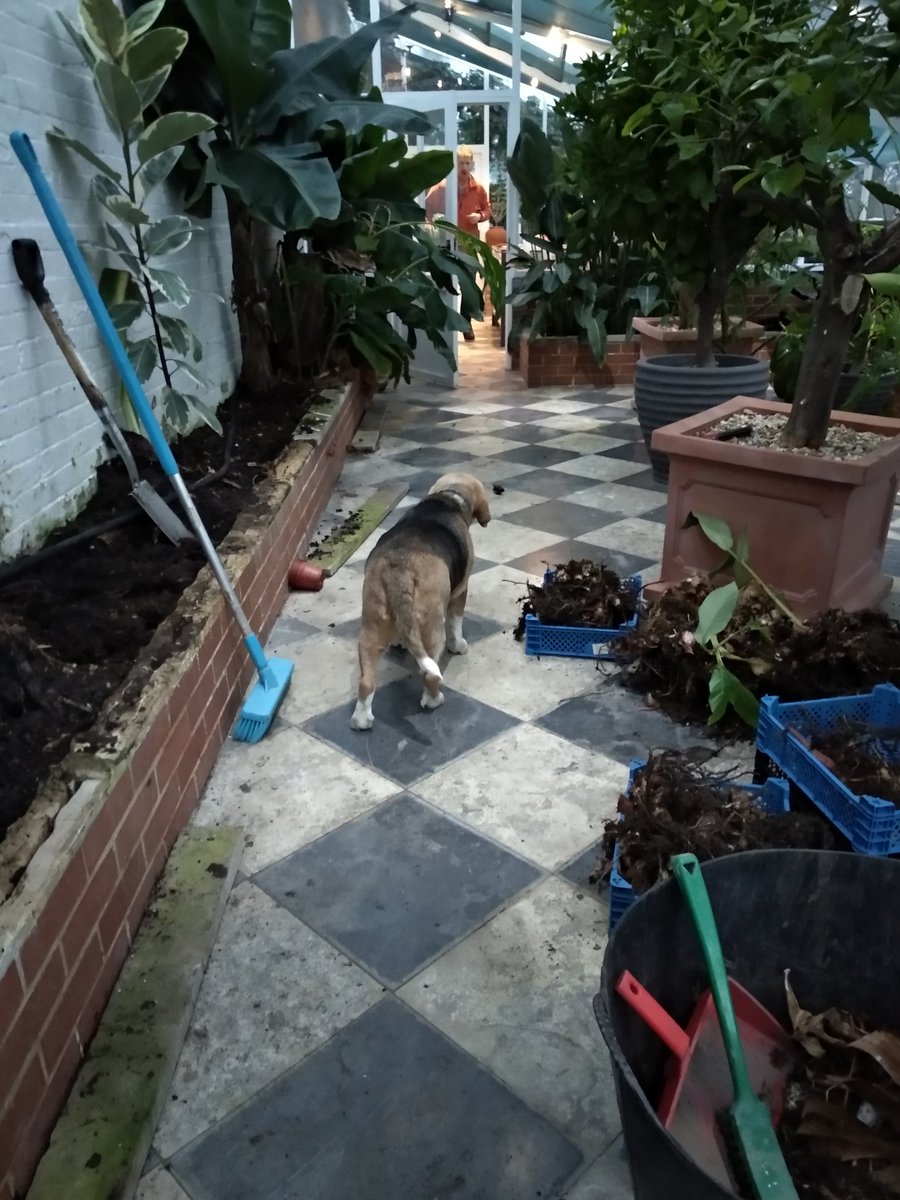 ThornbridgeGard's tweet photo. Work begins on the west wing of our orangery. All presided over by our head of security, Barney the Beagle #orangery #ThornbridgeGardens #barnold #barneyforshort #beagle https://t.co/P3G370l3VN