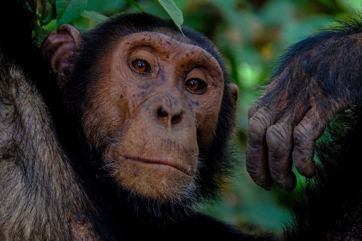 HeroChimps's tweet photo. A collection of remarkable mini-biographies of the world's highest profile #chimps "Comprehensive well-researched &amp; informative" - Jen Feuerstein #greatapes #monkeys #TuesdayThoughts #conservation #londonzoo #apes #wildlife #nature #monkeyworld #savethechimps #TuesdayMotivation https://t.co/STKg1QzHAh
