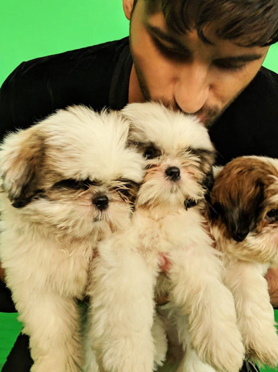 Team_SidharthM's tweet photo. #PuppyPower all the day! One more from @S1dharthM’s #ShootLife today! https://t.co/rFwVXKAKI5