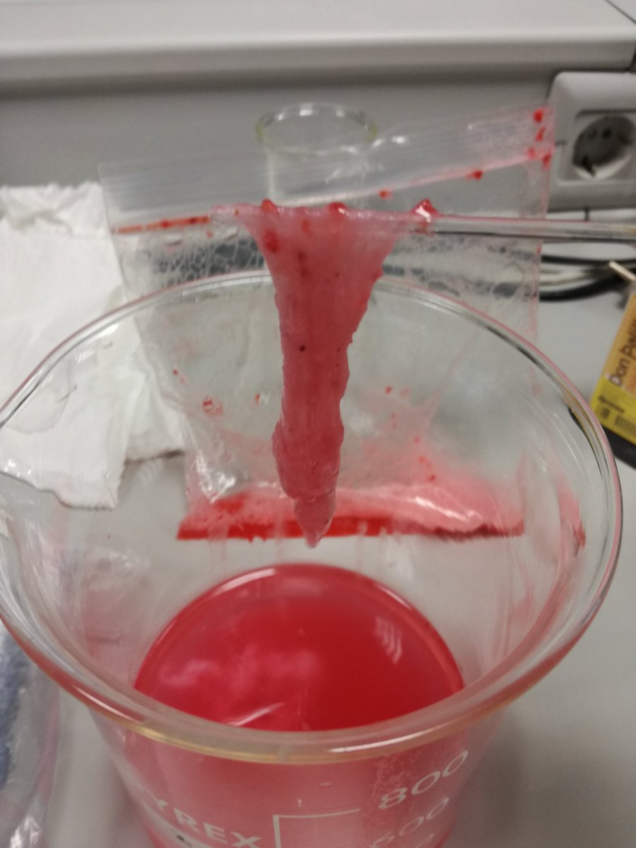 bioamara's tweet photo. DNA from strawberries. My students are surprised and excited 😉 They have been able to obtain a lot of DNA! 👏🏼👏🏼 #StudyAbroad #BiologyLab https://t.co/t2pmwGxESQ