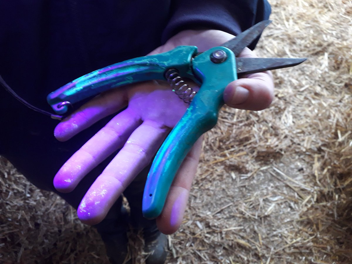 Em_the_SheepVet's tweet photo. Glow in the dark body paint to show...to trim or not to trim with @xtedbear @NickyRobinson12 where are the pathogens? #bugsoup #hawaii #fivepointplan @RUMA_UK reducing usage https://t.co/qNfX4I15HP