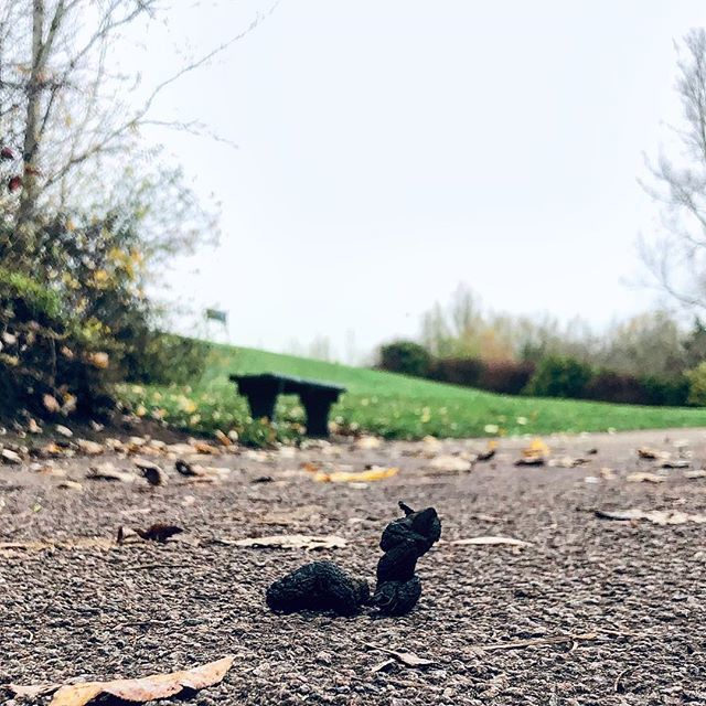 PippaDippaDid's tweet image. Check out this little #poo doing a fantastic impersonation of the #LocknessMonster.
Delightful little thing. #walking #miltonkeynes ift.tt/2PEFk3t